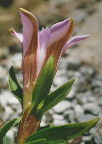 G. ichizuchii