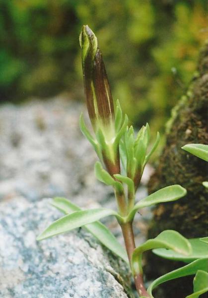 G. newberry ssp. tiogana