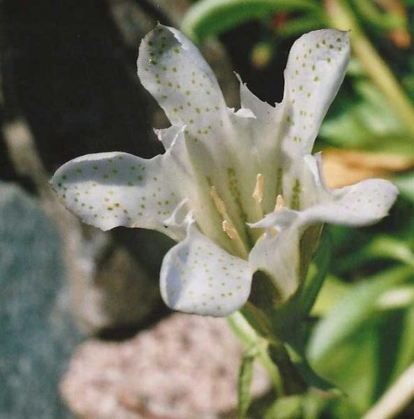 G. newberry ssp. tiogana