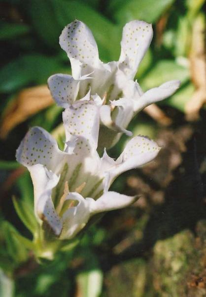 G. newberry ssp. tiogana