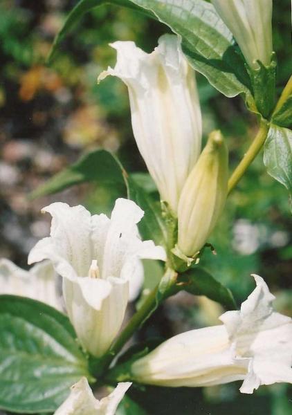 G. asclepiadea \'Alba\'