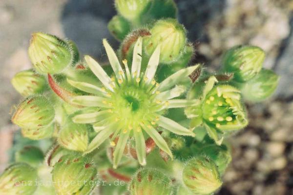 Semp. ciliosum var. borisii