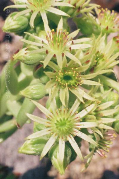 Sempervivum zeleborii