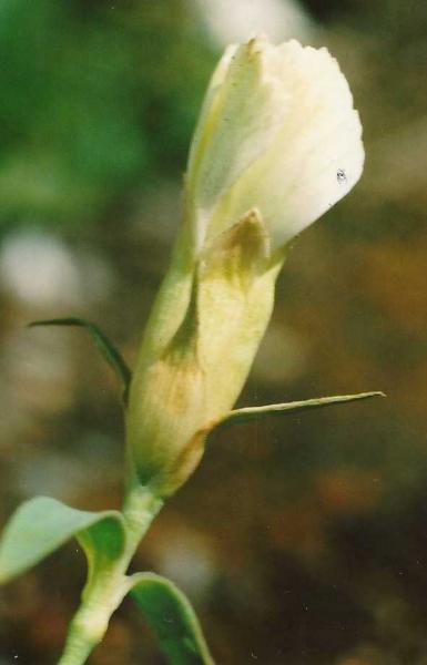 Dianthus callizonus \'Alba\'