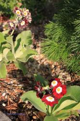 08 - 16.04.2014; mit OLD CLOVE RED im Vordergrund - das Laub gehört zu Paeonia ternuifolia; einer 