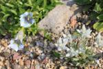05 - 30.04.2014: zusammen mit einem Gentiana angustifolia Weiß-Lichtblau-Typ