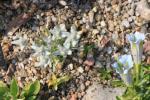 08 - 30.04.2014: zusammen mit einem Gentiana angustifolia Weiß-Lichtblau-Typ