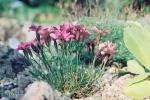 Dianthus x alpinus (D. alpinus x D. haematocalyx)