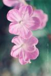 Dianthus furcatus