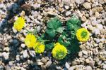 Ranunculus montanus `Flore Plena´ 
