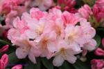 Rhododendron yakushimanum STL  2