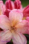 Rhododendron yakushimanum STL  2