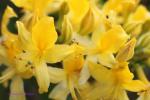 Rhododendron luteum