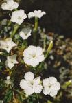 Dianthus caesius ``La Bourbrille Alba´´