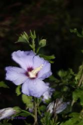 03 Hibiscus ``by Night´´!
