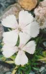 Dianthus alpinus \'Alba\'