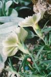Dianthus callizonus \'Alba\'